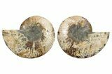 Cut & Polished, Crystal-Filled Ammonite Fossil - Madagascar #296398-1